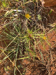 Geigeria burkei