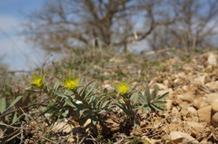 Euphorbia glareosa