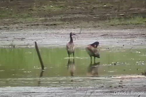 White-faced Whistling-Duck