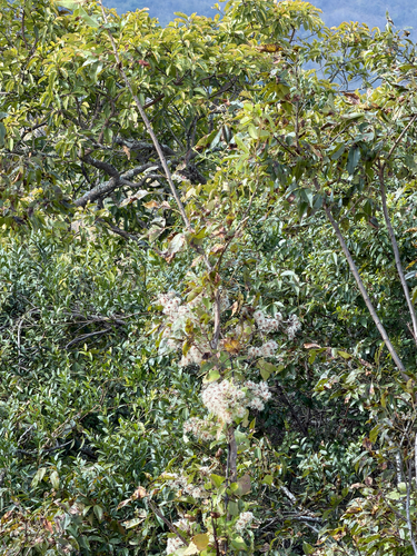 Clematis brachiata, photograph 3