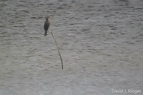 Reed Cormorant