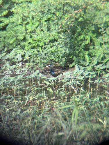 Bronze-winged Jacana