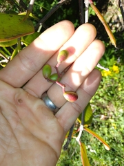 Muellerina celastroides