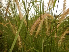 Cenchrus pedicellatus