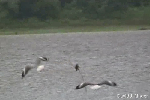 Gray-hooded Gull