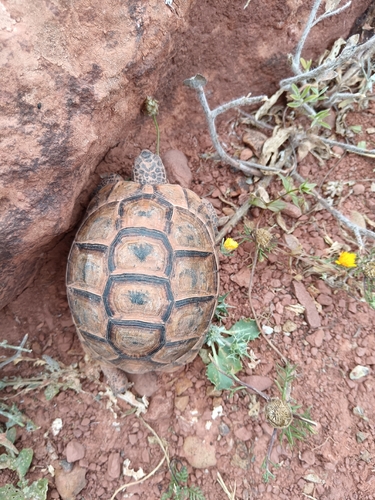 Souss Valley Tortoise