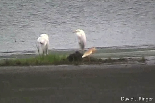Yellow-billed Egret
