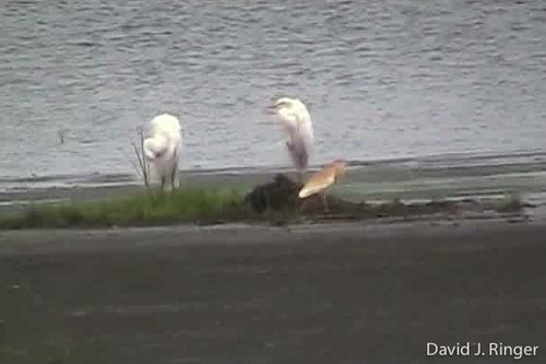 Squacco Heron