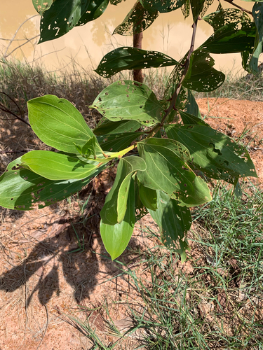 Big-leaved Acacia