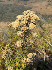 Gymnanthemum corymbosum