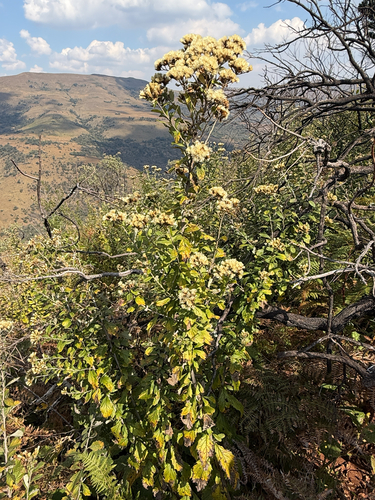 Gymnanthemum corymbosum, photograph 2