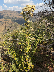 Gymnanthemum corymbosum, photograph (c) alanbedfordshaw, some rights reserved (CC BY-SA)