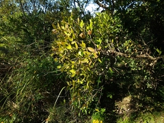 Muellerina celastroides