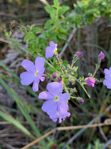 Jamesbrittenia grandiflora, photograph 2