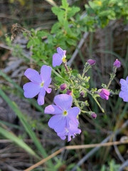 Jamesbrittenia grandiflora, photograph (c) alanbedfordshaw, some rights reserved (CC BY-SA)