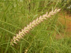 Cenchrus pedicellatus