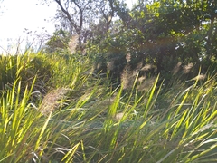 Capillipedium spicigerum