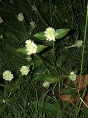 Gomphrena serrata