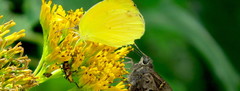 Pyrisitia dina westwoodi