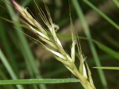 Cenchrus pedicellatus