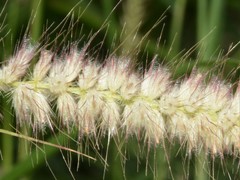 Cenchrus pedicellatus