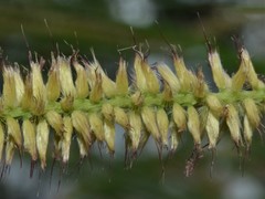 Cenchrus pedicellatus