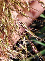 Capillipedium spicigerum