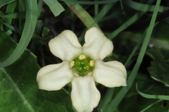 Jaborosa runcinata