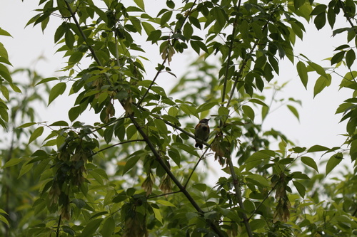 American Redstart