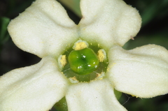 Jaborosa runcinata