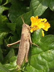 Schistocerca impleta