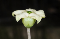 Jaborosa runcinata