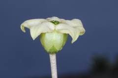 Jaborosa runcinata