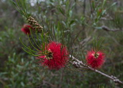 Melaleuca orophila
