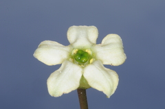 Jaborosa runcinata