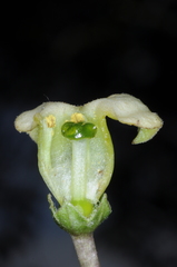 Jaborosa runcinata