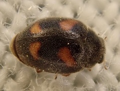 Nephus quadrimaculatus