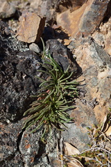 Lewisia rediviva