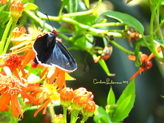Mysoria affinis
