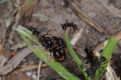 Acromyrmex lundii