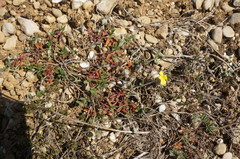 Helianthemum oelandicum orientale
