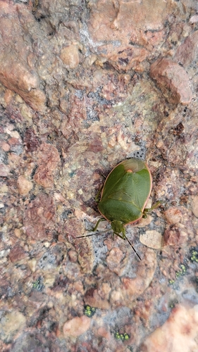 Chlorochroa persimilis