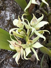 Prosthechea fragrans