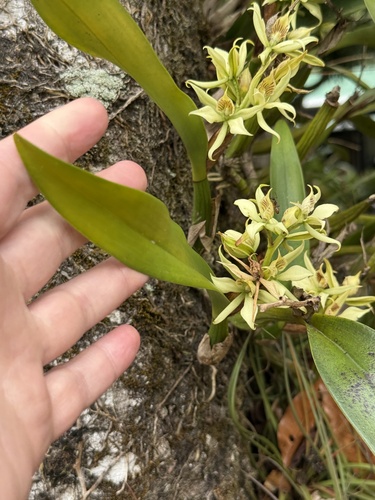 Prosthechea fragrans, photograph 2