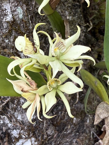 Prosthechea fragrans, photograph 4