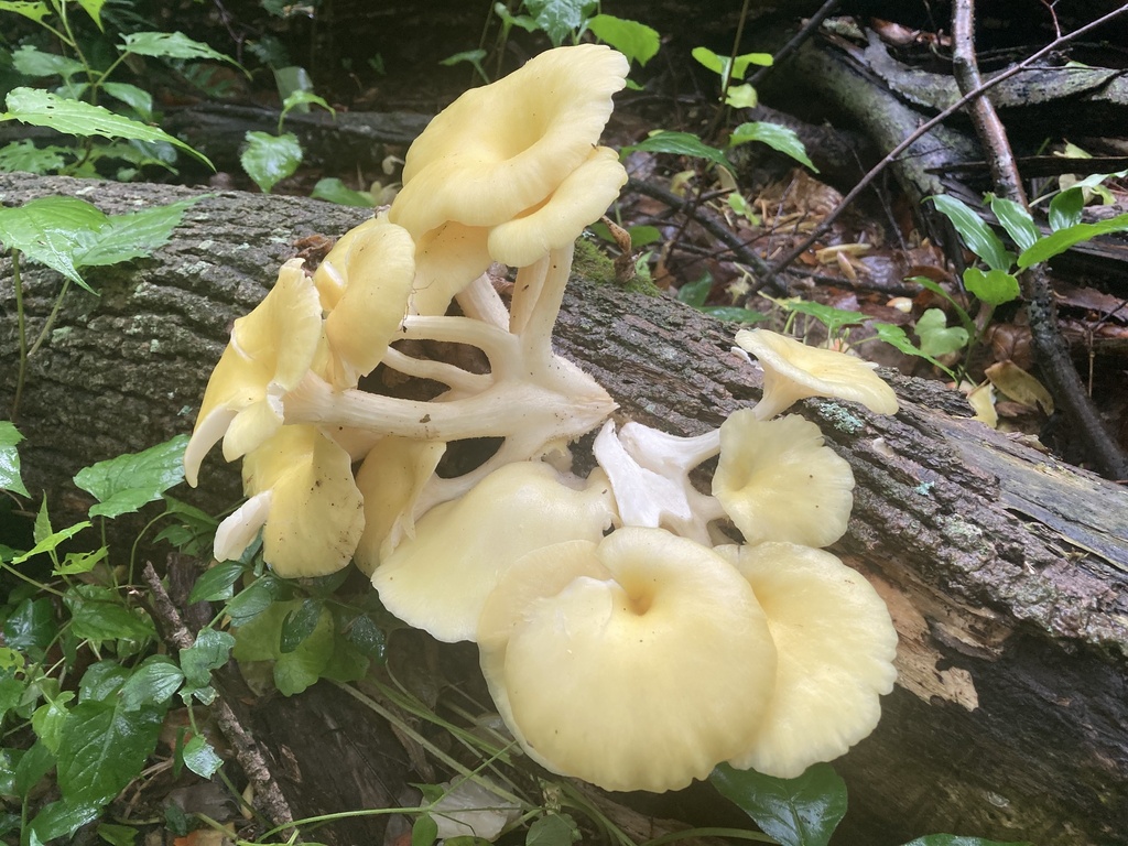 Golden Oyster Mushroom · May 2026 · photo: Photo: (c) hannahtidae, some rights reserved (CC BY) · iNaturalist