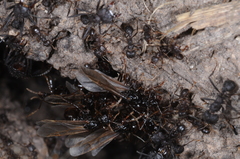 Acromyrmex lundii