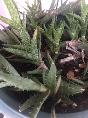 Aloe juvenna