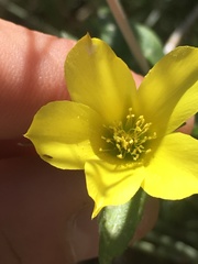 Mentzelia jonesii
