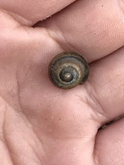 Gastrodontidae